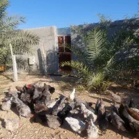 تخم مرغ استرالوپ|حیوانات مزرعه|شیراز, آبیاری|دیوار