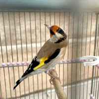 سهره گمشده|پرنده|قدس, شهرقدس|دیوار