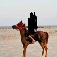 اسب عرب مصری