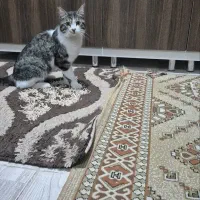 واگذاری رایگان گربه ماده و نر