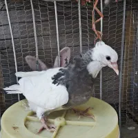کبوتر کفتر جفت جوجه