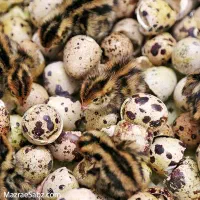 جوجه بلدرچین ۱ روزه