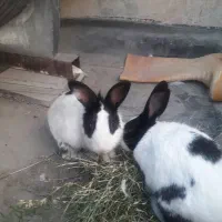 خرگوش زیبا ۲ عدد