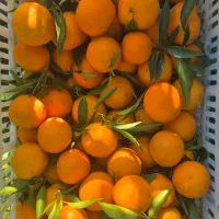 نارنگی شیرین و تازه چین|خوردنی و آشامیدنی|قائمشهر, |دیوار