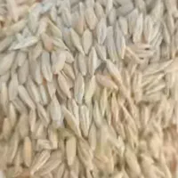 بذرجو آبی جلگه