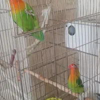 یک جفت کوتوله مولد