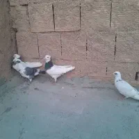 دوتا قوق نرو ماده یه صده امری با 4تا پرشی|پرنده|اسفراین, |دیوار