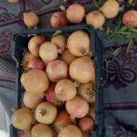 انار میخوش|خوردنی و آشامیدنی|حمیدیا, |دیوار