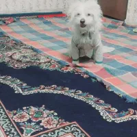 گم شده|حیوانات|بم, |دیوار