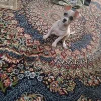 توله جک راسل تریر.