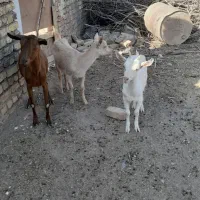 بز سانن