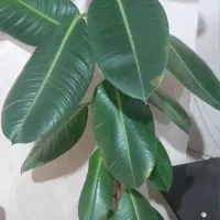 گل فیکوس زیبا|گل و گیاه طبیعی|نوشین شهر, |دیوار