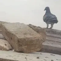 کفتر کبوتر