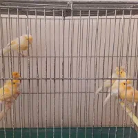 قناری پرتقالی نر مست و بخون|پرنده|اصفهان, قلعه طبره|دیوار