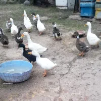 فروش اردک محلی