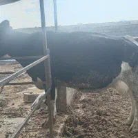 گاو|حیوانات مزرعه|تیران, |دیوار