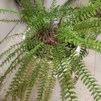 گل و گلدون با رشد عا لی|گل و گیاه طبیعی|قزوین, |دیوار