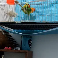 جفت کوتوله باتخم