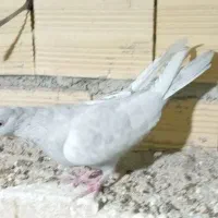 ماده کلی آبی عتیق|پرنده|نجفآباد, یزدانشهر|دیوار