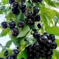 کنترات باغ گیلاس
