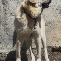 توله سگ‌پژدر وارداتی۱۵ماهه