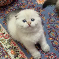 بچه گربه اسکاتیش
