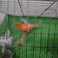 قناری ماده ردفاکتور