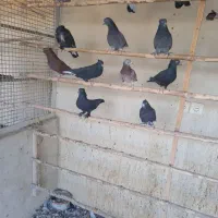 کبوتر|پرنده|یزد, |دیوار