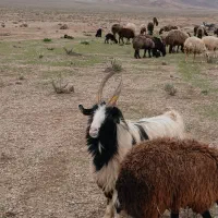 نربز|حیوانات مزرعه|زاویه, |دیوار