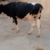 ۲راس‌گاوسوپرشیردرجه‌یک‌یکی‌دوم‌شکمه‌یکی‌اول‌شکمه‌|حیوانات مزرعه|کوهدشت, |دیوار