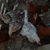 نیمچه مرغ خروس|حیوانات مزرعه|خرمشهر, |دیوار