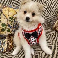 جفت نرو ماده پامر|سگ|کرج, گلشهر|دیوار