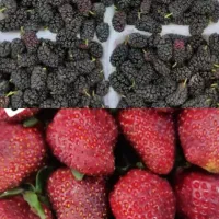 شاه توت و توت فرنگی