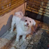 حیوان خانگی