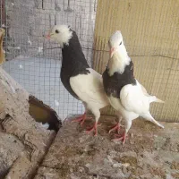 کبوتر ، طوقی ، پلاکی|پرنده|جم, |دیوار