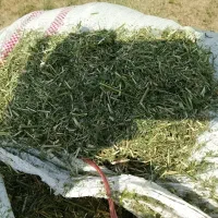 یونجه خرمنکوب