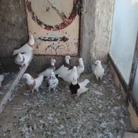 کبوتر