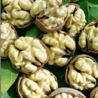 گردو بدون پوست چرب وتضمینی