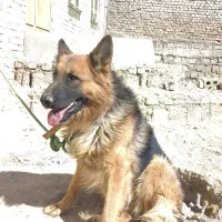 سگ ژرمن|سگ|میاندوآب, |دیوار