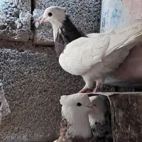 کبوتر طوقی دونه ای600|پرنده|بندر گناوه, |دیوار