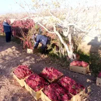 زرشک تازه قاینات شرعی رسید|خوردنی و آشامیدنی|مشهد, شهرک ابوذر|دیوار