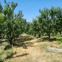 باغ-میوه