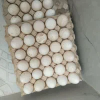 تخم بوقلمون