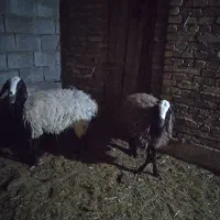 میش شال با بره سبک|حیوانات مزرعه|اردکان, |دیوار