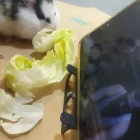 همستر  فقط ۵۰ هزار تومان|موش و خرگوش|اصفهان, مهدی آباد|دیوار