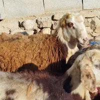 فروش قوچ گوش دکمی
