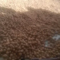 فروش گردو بصورت عمده و جزیی
