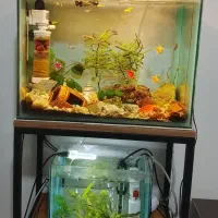 دو عدد آکواریوم