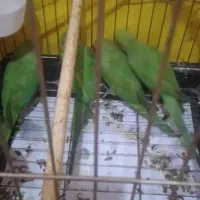 جوجه ملنگو تازه دون خور