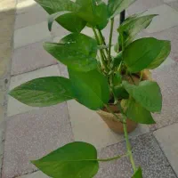 گلهای پتوس